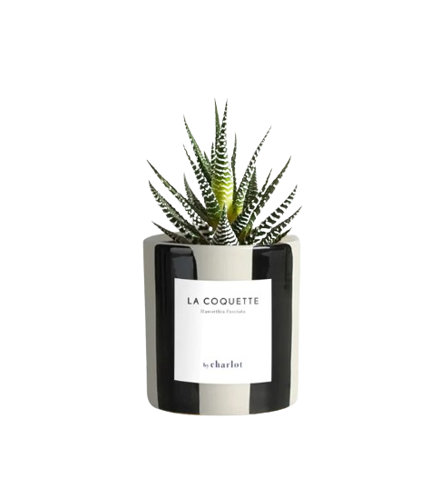 Petite plante avec pot Made in Portugal - Petites