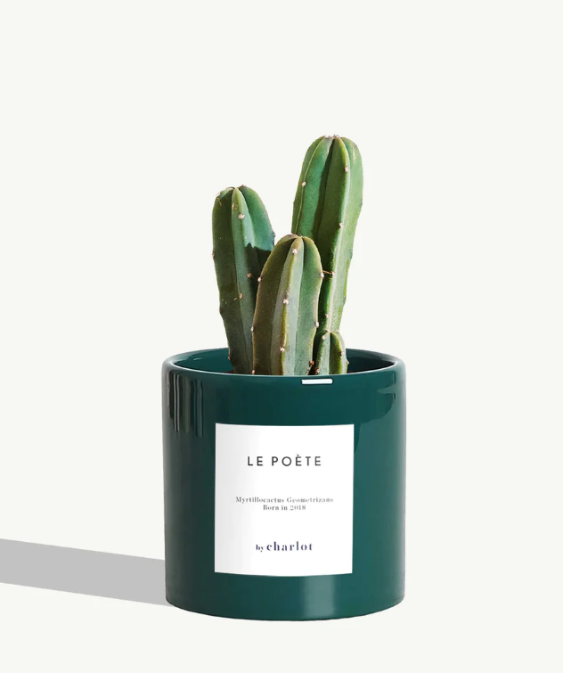 Petite plante avec pot Made in Portugal - Standards -