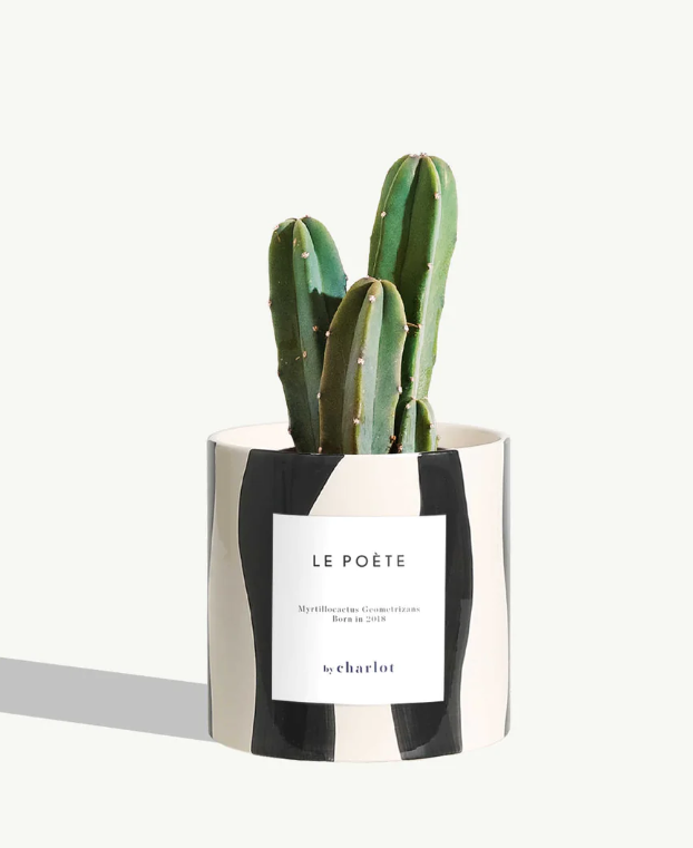 Petite plante avec pot Made in Portugal - Standards -