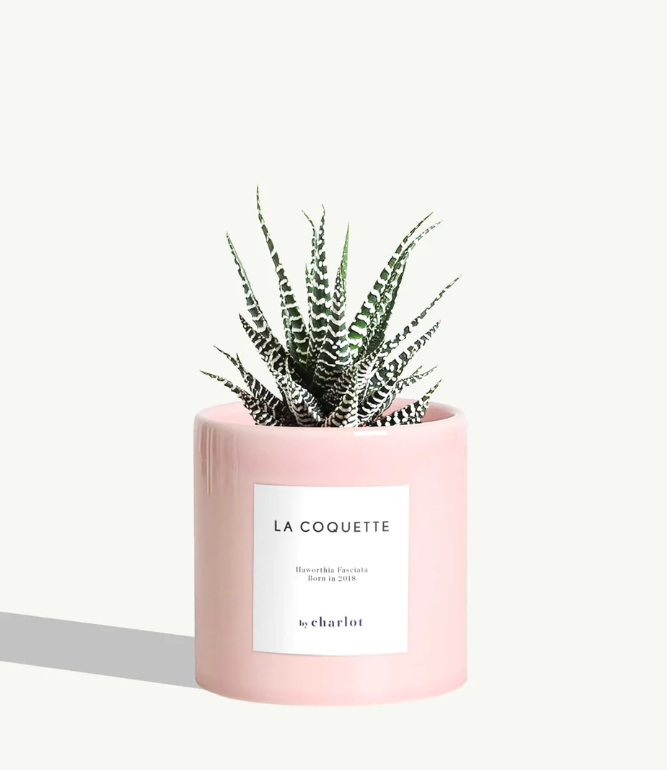 Petite plante avec pot Made in Portugal - Standards -