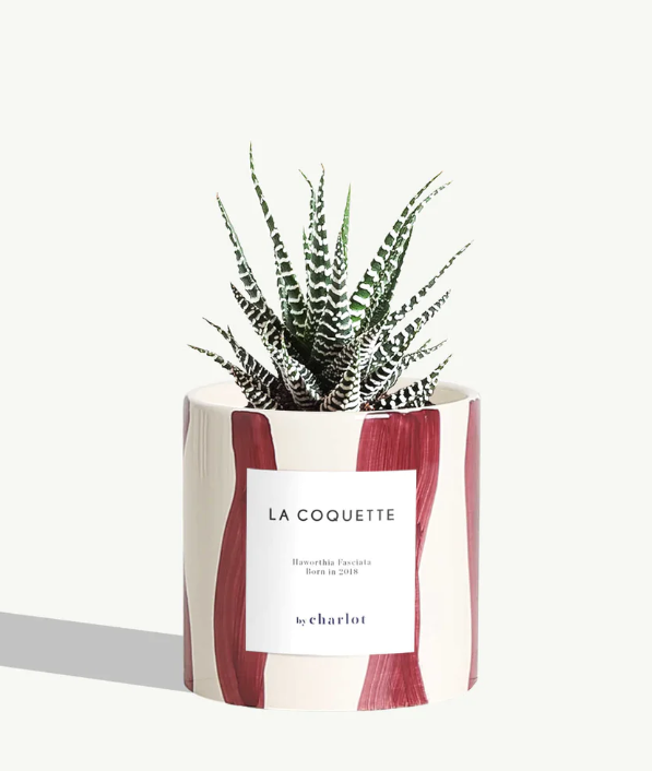 Petite plante avec pot Made in Portugal - Standards -