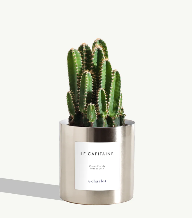 Petite plante avec pot Made in Portugal - Standards -