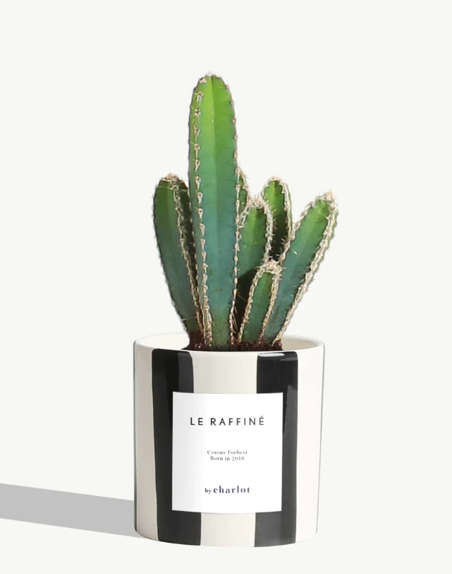 Petite plante avec pot Made in Portugal - Standards -