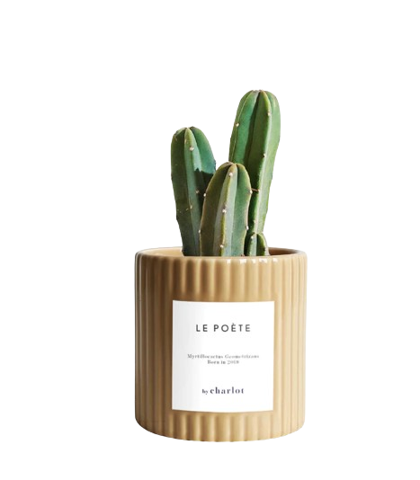 Petite plante avec pot Made in Portugal - Standards