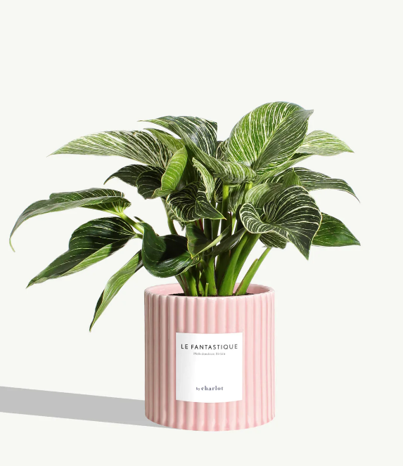 Grande plante avec pot Made in Portugal - Grandes -