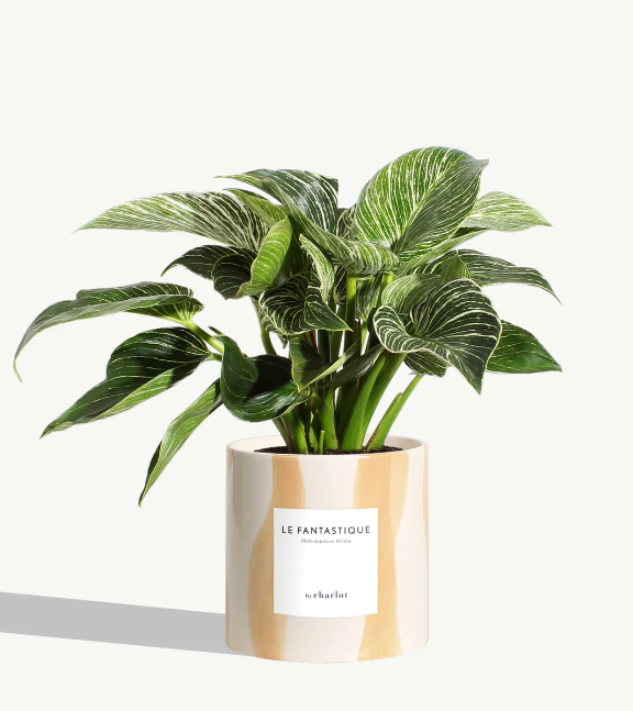 Grande plante avec pot Made in Portugal - Grandes -