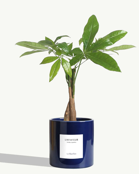 Grande plante avec pot Made in Portugal - Grandes -