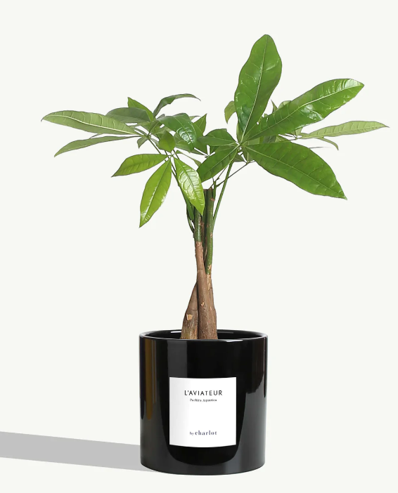 Grande plante avec pot Made in Portugal - Grandes -