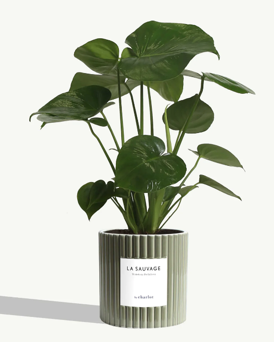 Grande plante avec pot Made in Portugal - Grandes -