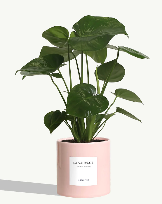 Grande plante avec pot Made in Portugal - Grandes -