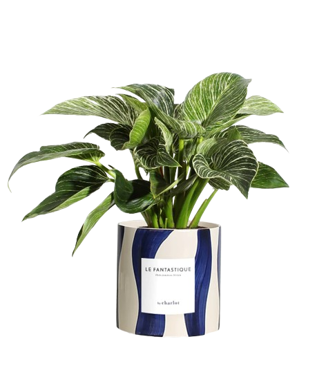 Grande plante avec pot Made in Portugal - Grandes