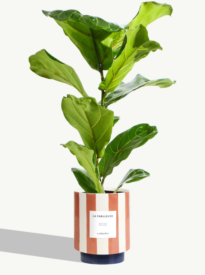 Très grande plante avec pot Made in Europe - Très grandes -