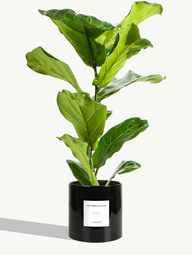 Très grande plante avec pot Made in Europe - Très grandes -