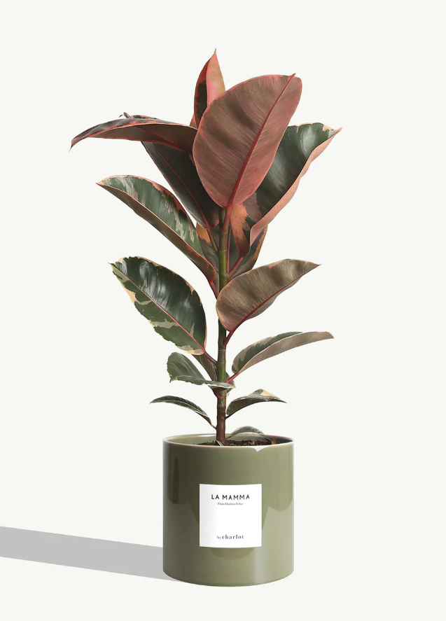 Très grande plante avec pot Made in Europe - Très grandes -