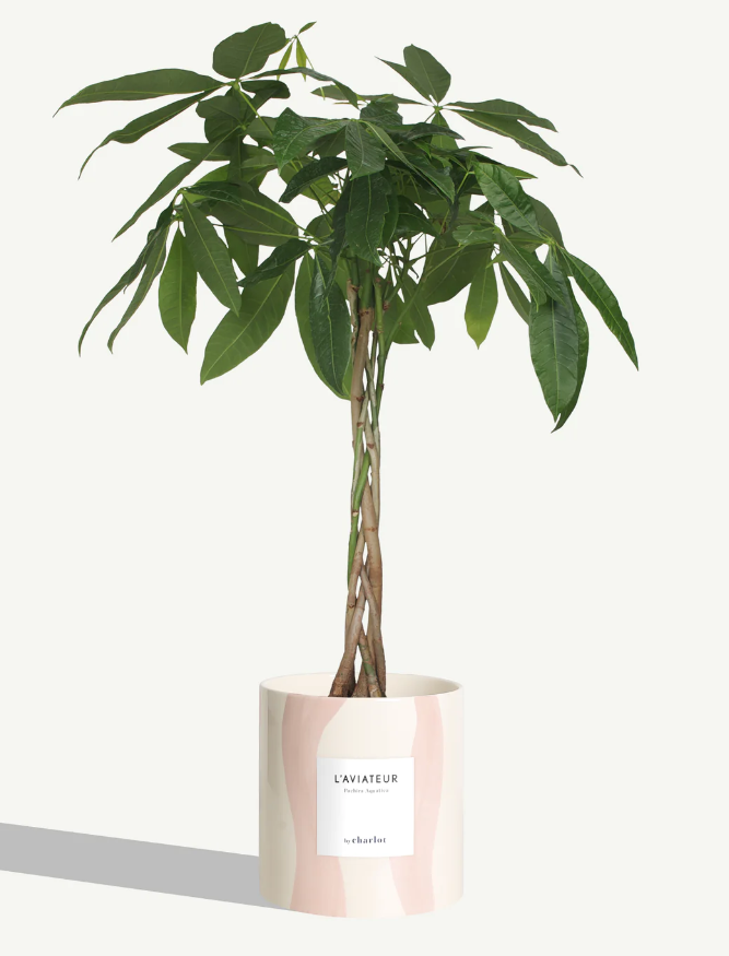 Très grande plante avec pot Made in Europe - Très grandes -