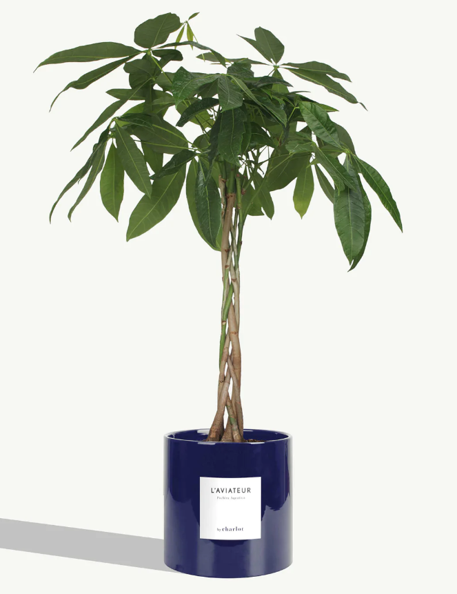 Très grande plante avec pot Made in Europe - Très grandes -