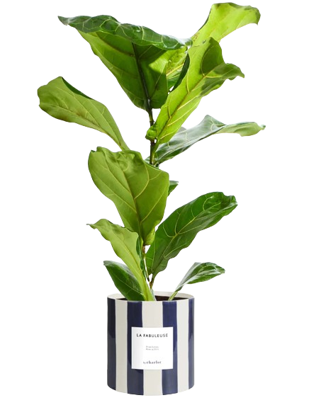 Très grande plante avec pot Made in Europe - Très grandes