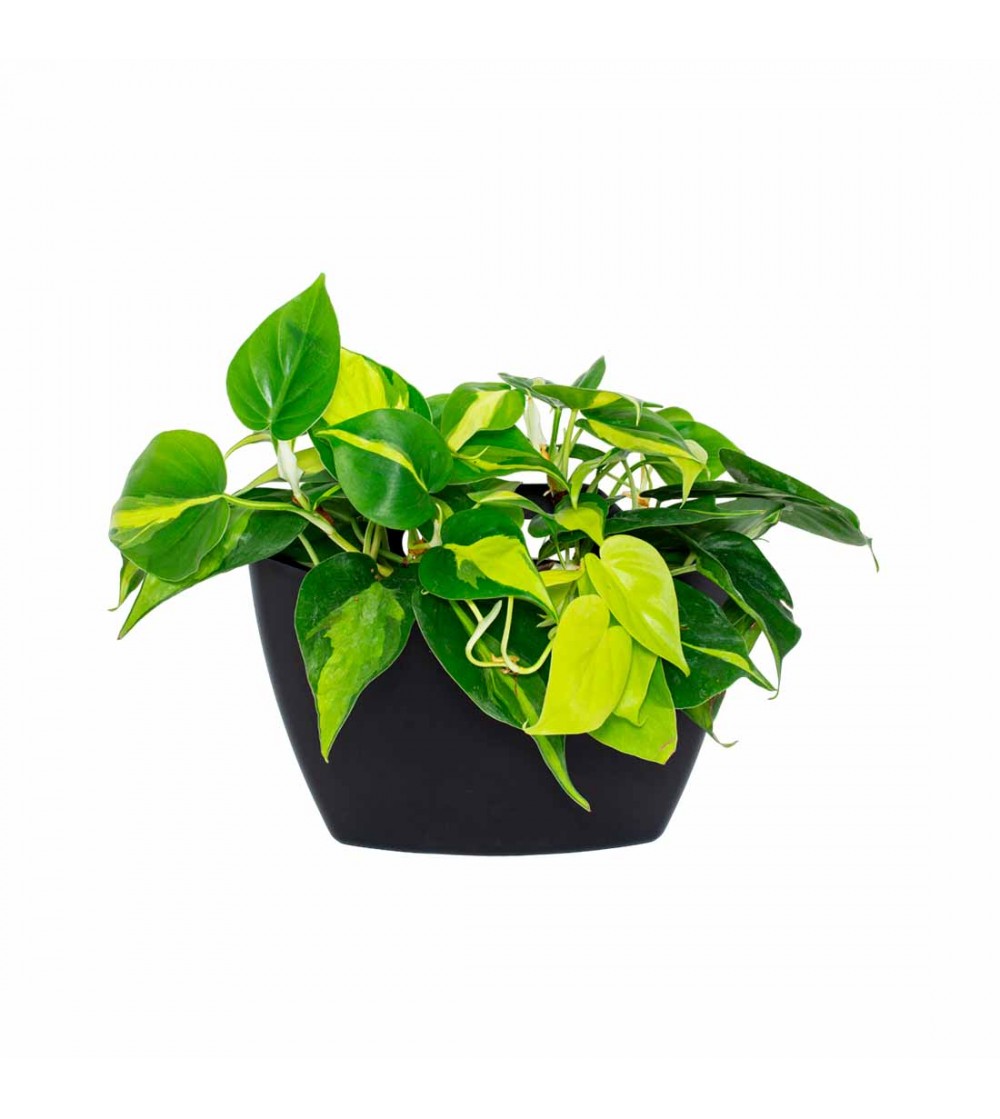 Pot mural Made in Europe - 3