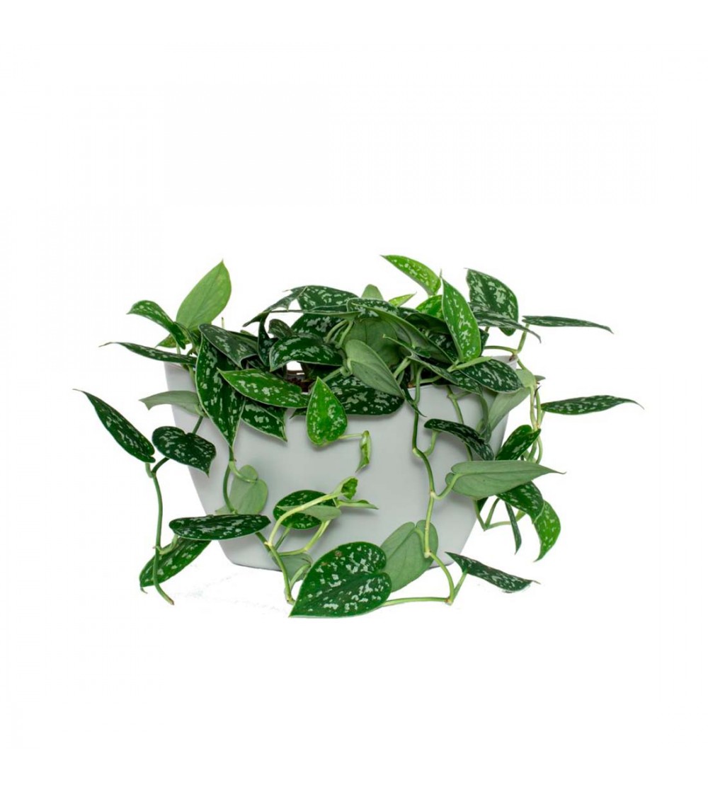 Pot mural Made in Europe