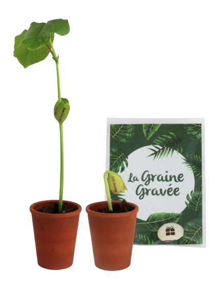 Graine de haricot blanc gravée -