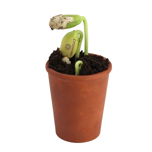 Graine de haricot blanc gravée -