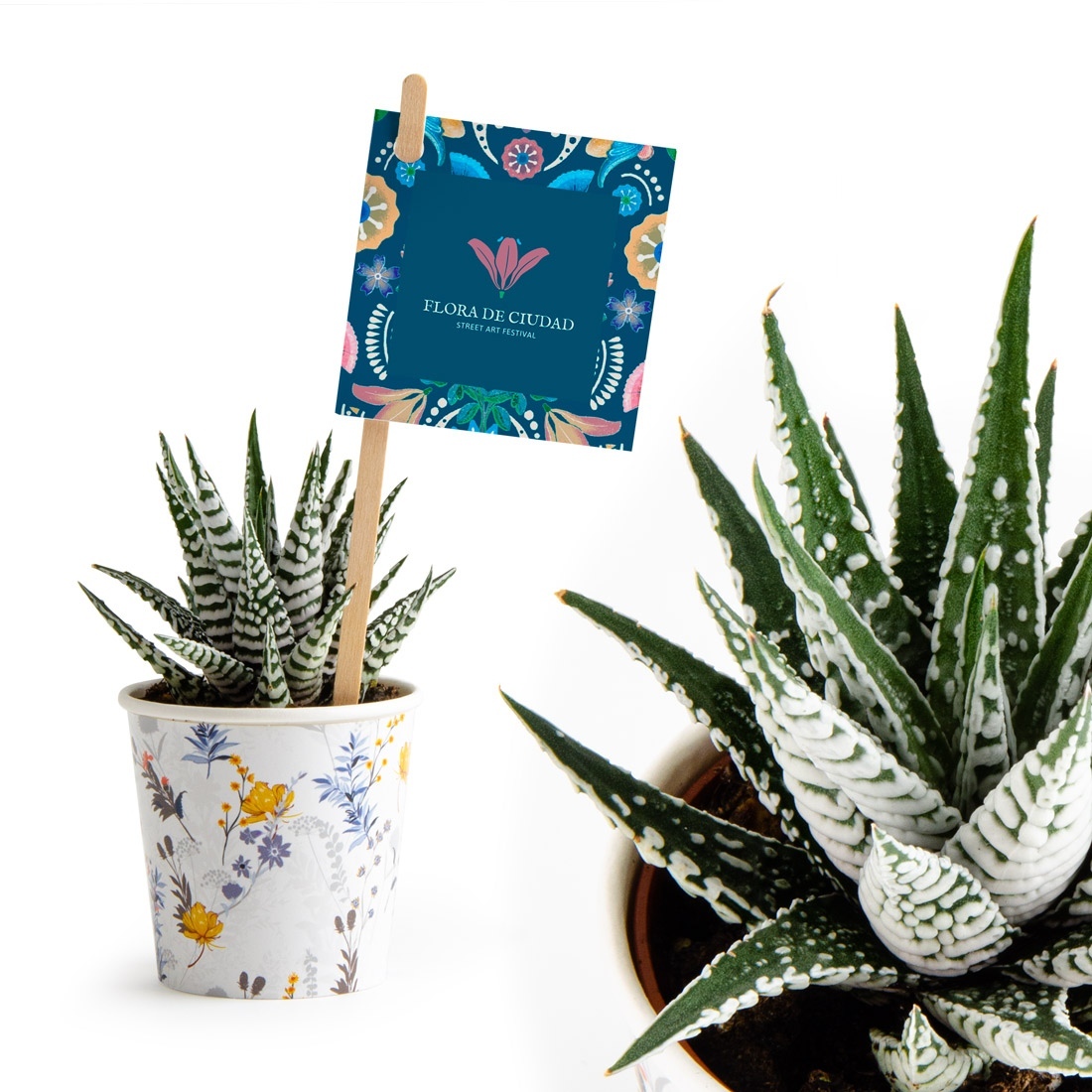 Plante grasse avec pot -