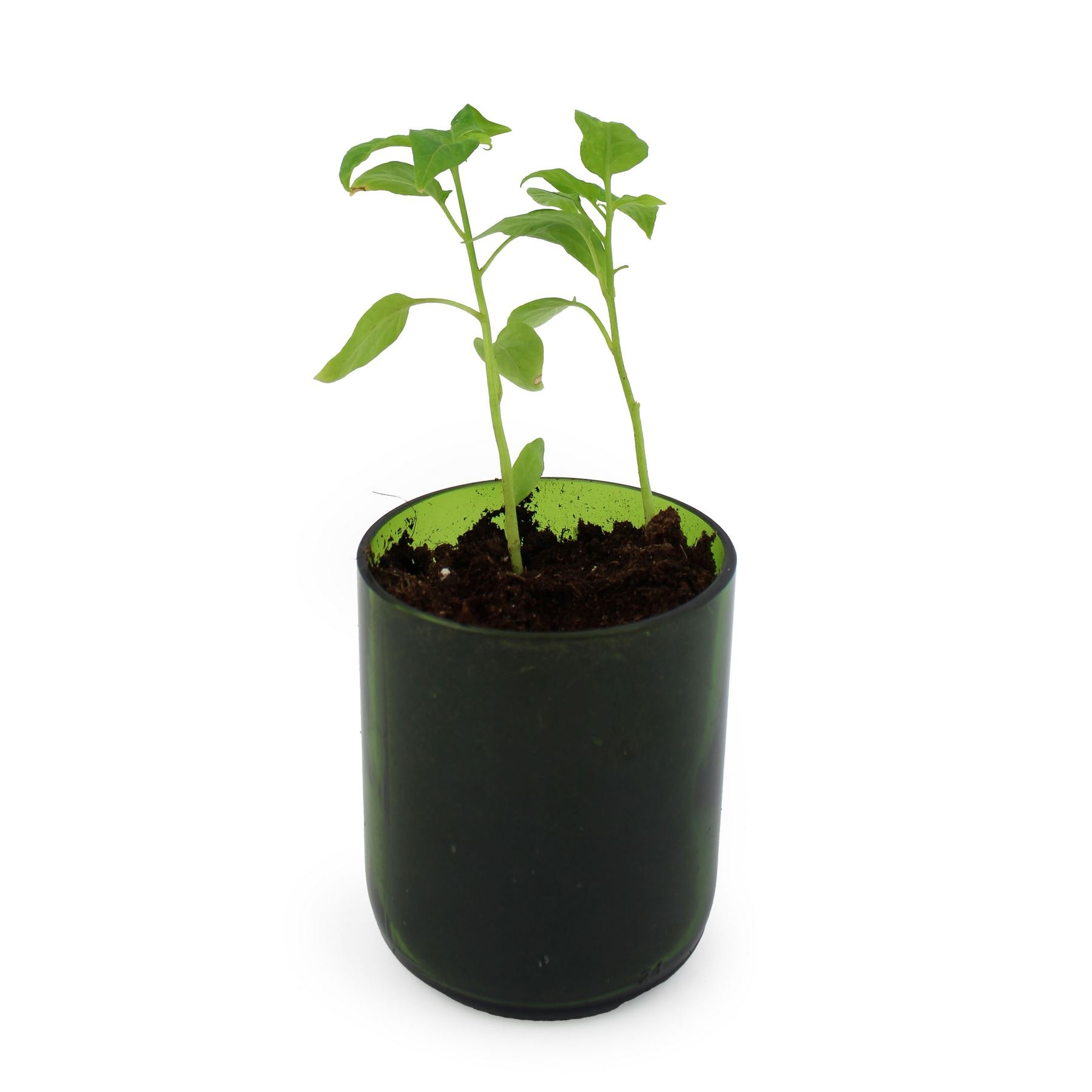 Kit de plantation dans une bouteille upcyclée