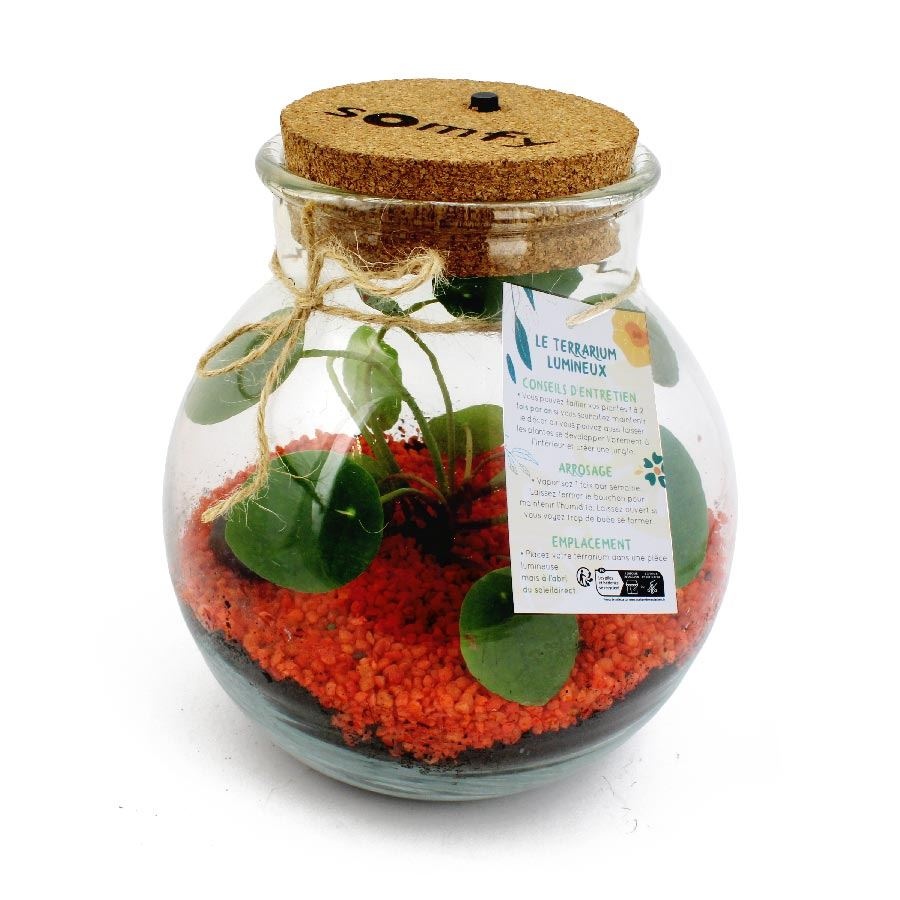 Terrarium lumineux -
