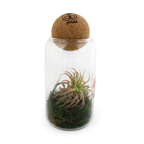 Terrarium boule liège Tillandsia