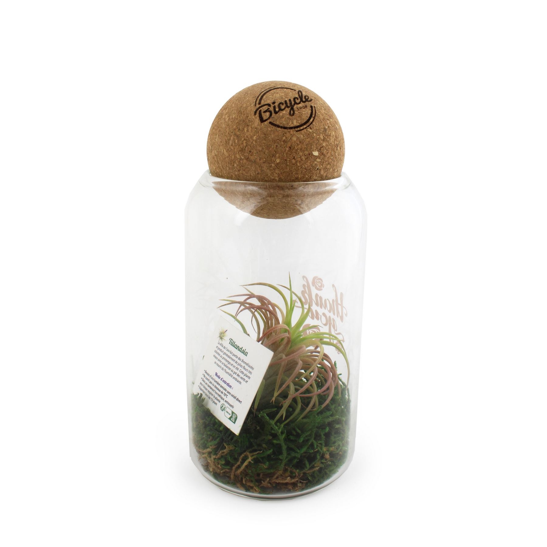 Terrarium boule liège Tillandsia -