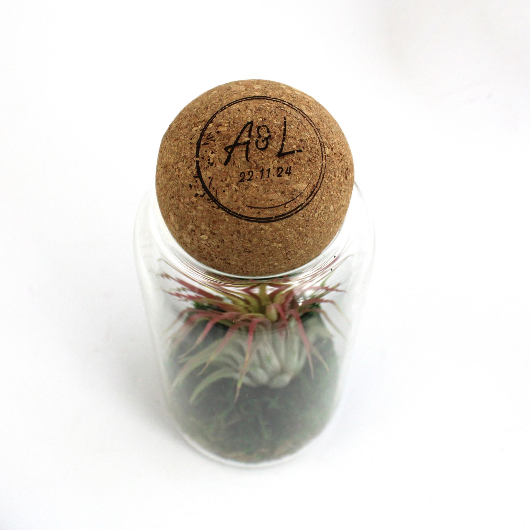 Terrarium boule liège Tillandsia -