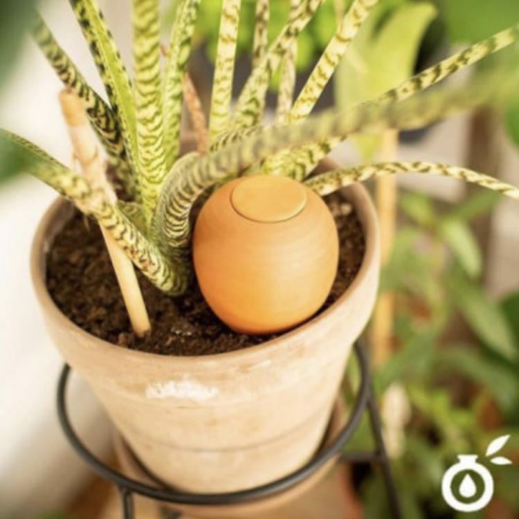 Oyas naturelle à enterrer fabriquée en France - plusieurs formats - 3