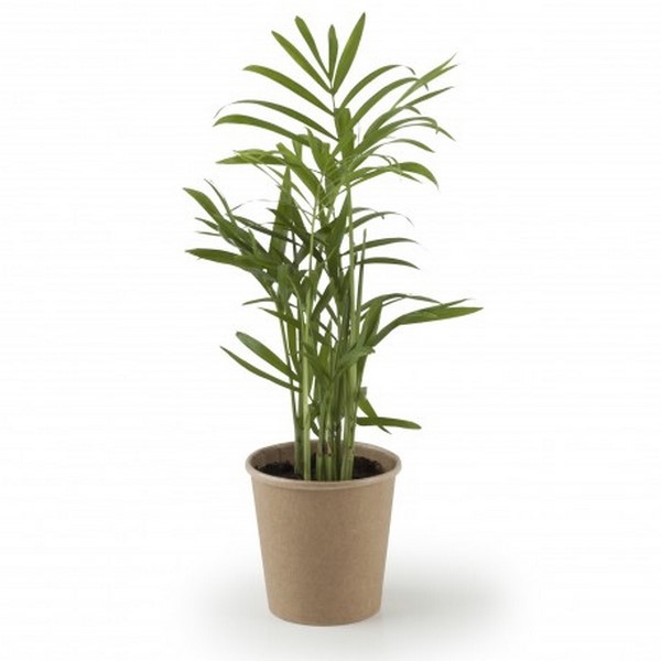 Plante dépolluante gobelet carton, Made in France