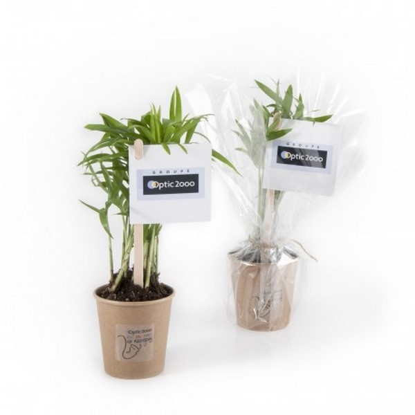 Plante dépolluante gobelet carton, Made in France -