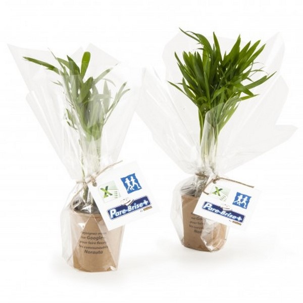 Plante dépolluante gobelet carton, Made in France -