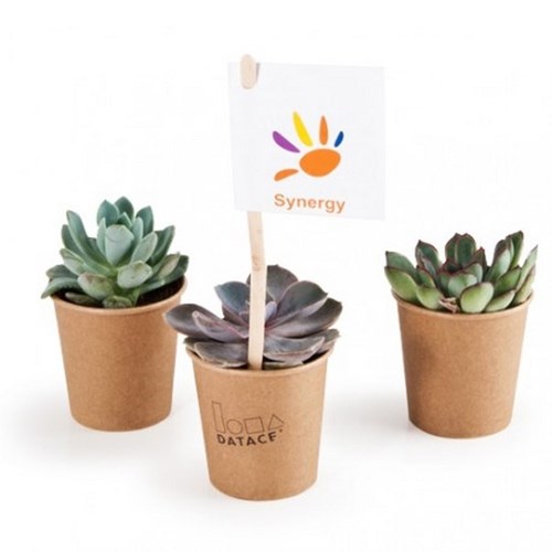 Plante grasse, pot en carton Made in France