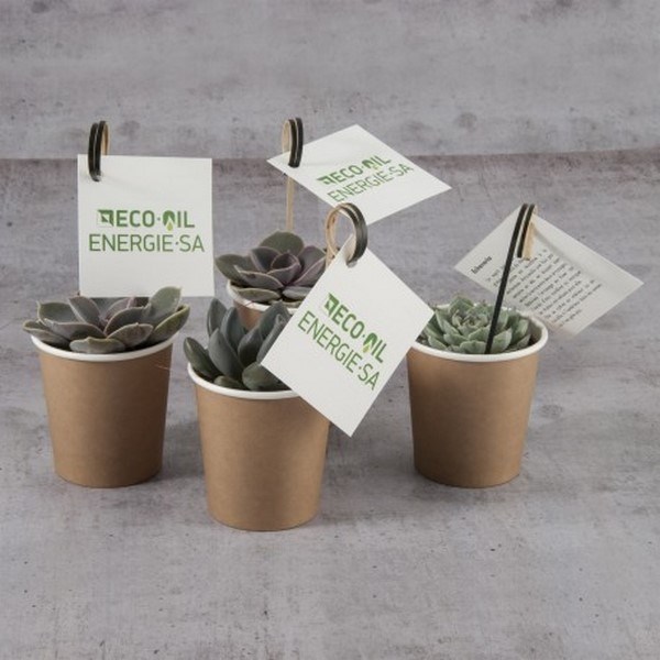 Plante grasse, pot en carton Made in France -