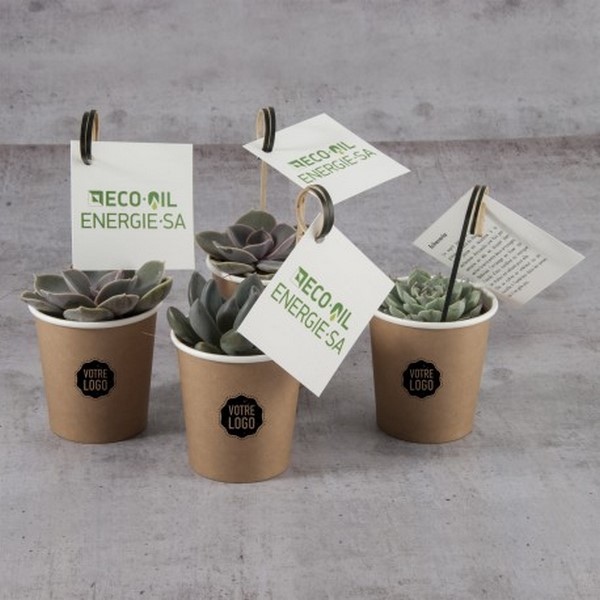 Plante grasse, pot en carton Made in France -