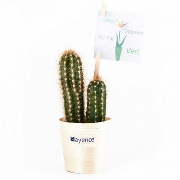Cactus en pot bois de hêtre, Made in France