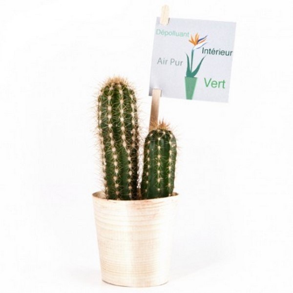 Cactus en pot bois de hêtre, Made in France -