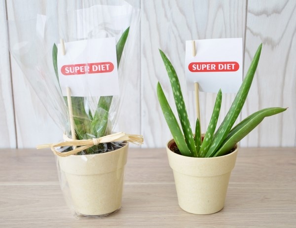 Plante décorative avec pot en fibre de bambou - 1