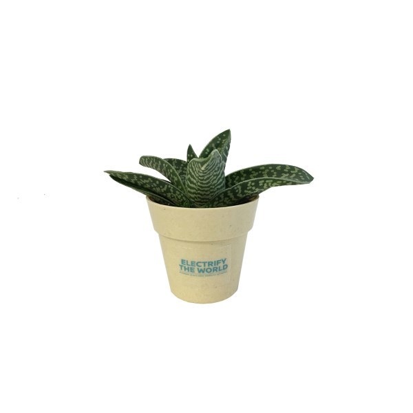 Plante décorative avec pot en fibre de bambou