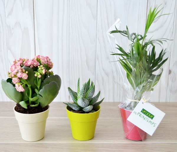 Plante décorative avec pot en fibre de bambou - 3