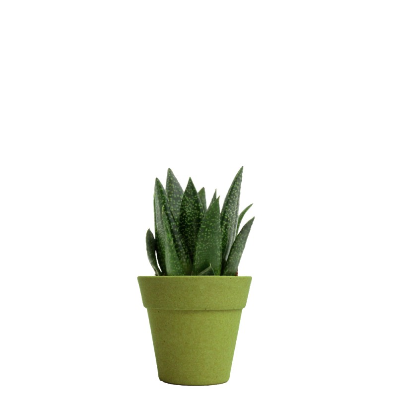 Plante décorative avec pot en fibre de bambou