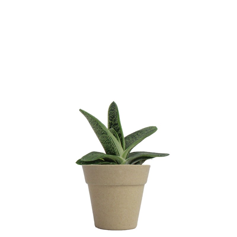 Plante décorative avec pot en fibre de bambou - 2