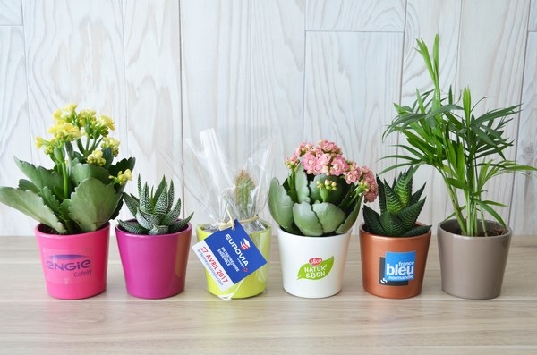 Mini plante dépolluante, pot céramique rond 7 cm -