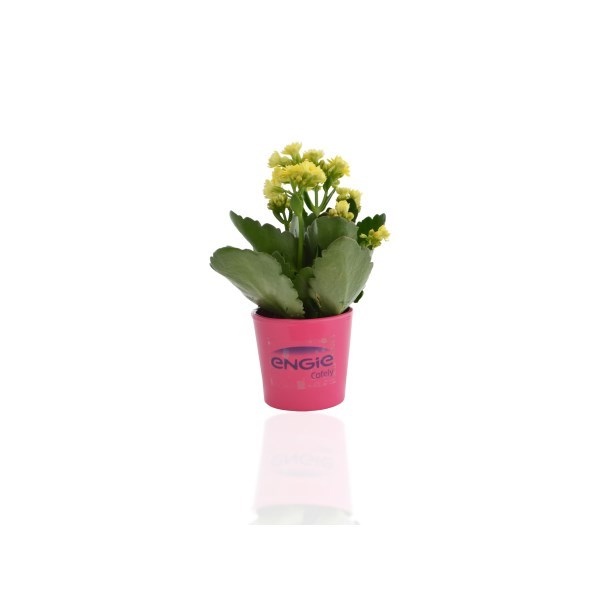 Mini plante dépolluante, pot céramique rond 7 cm -