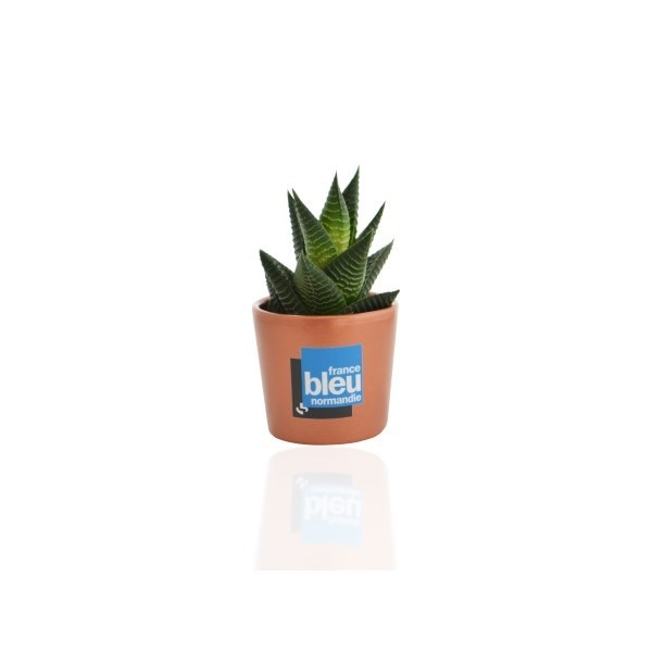 Mini plante dépolluante, pot céramique rond 7 cm -