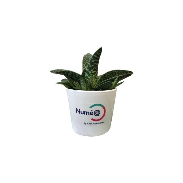 Mini plante dépolluante, pot céramique rond 7 cm -