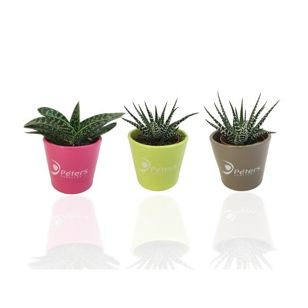Mini plante dépolluante, pot céramique rond 7 cm -